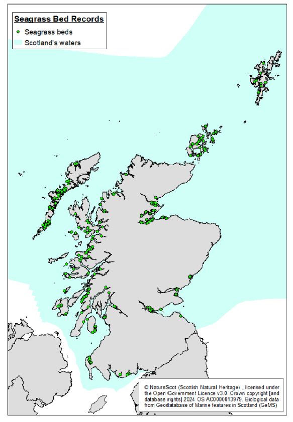 A map of Scotland showing the location of known seagrass beds. It shows seagrass beds are particularly concentrated along the west coast and in waters around the Outer Hebrides, Orkney, and Shetland. 