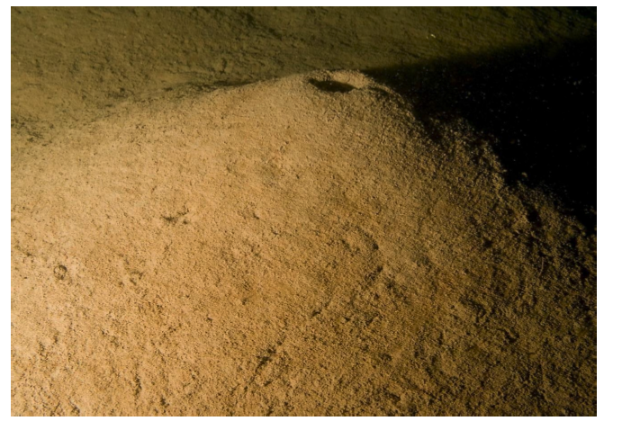 A photograph showing burrowed mud. It shows a brown mound of mud underwater with a small burrow hole on top.