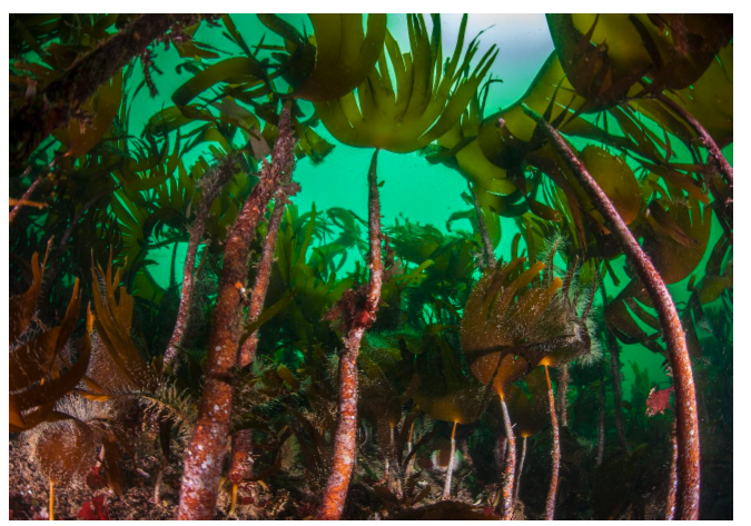 A photograph showing kelp. The kelp resembles an underwater forest. 