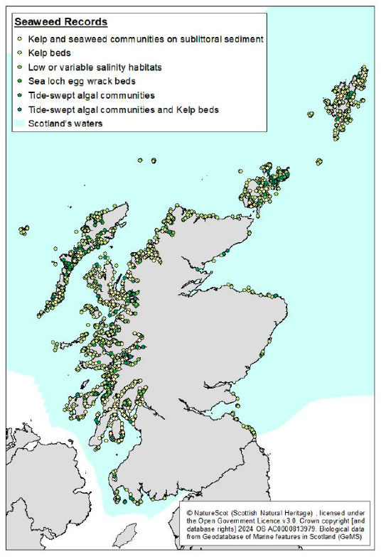 A map of Scotland showing the location of known kelp and other seaweeds. It shows that kelp and other seaweeds are particularly concentrated along the west coast and waters around the Outer Hebrides, Orkney, and Shetland.  
