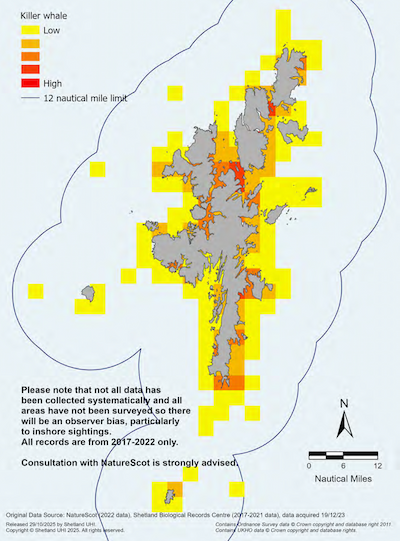 A map of the Shetland Islands showing the relative intensity of public observations of killer whales in the Shetland Islands Marine Region. Observations are spread around all coastal areas of the Shetland Islands. Please note that not all data has been collected systematically and all areas have not been surveyed so there will be an observer bias, particularly to inshore sightings. All records are from 2017-2022 only. Consultation with NatureScot is strongly advised.
