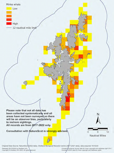 A map of the Shetland Islands showing the relative intensity of public observations of minke whale in the Shetland Islands Marine Region. The highest observations are along the east coast of the south mainland, the east of Bressay and Noss, and the southeast of Yell with less observations on the west coast. Please note that not all data has been collected systematically and all areas have not been surveyed so there will be an observer bias, particularly to inshore sightings. All records are from 2017-2022 only. Consultation with NatureScot is strongly advised.