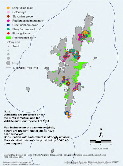 A map of the Shetland Islands showing the distribution of wintering seabirds in the Shetland Islands Marine Region. The map shows the distribution and number of long-tailed ducks, goldeneye, Slavonian grebe, red-breasted merganser, great northern diver, shag and cormorant, and black guillemot. It also shows areas used by red-throated divers. Note: The map includes the most common seabirds, others are present. Not all areas have been surveyed. Consultation with NatureScot is strongly advised. More detailed data may be provided by the Shetland Oil Terminal Environmental Advisory Group upon request.