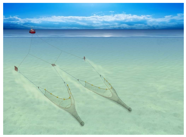 Figure 3. Twin rig trawl utilising one set of otter boards and a single clump separating
the two trawls (Seafish, 2023)