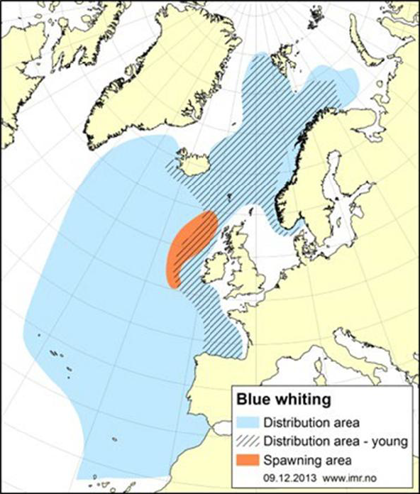 Map of the North Atlantic and northern Europe showing the distribution of blue whiting.