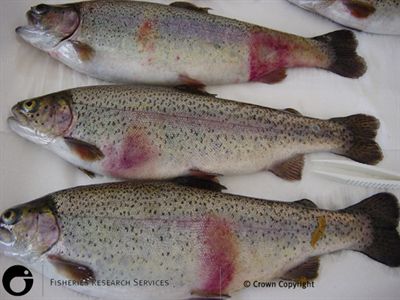 Natural infection of red mark syndrome in rainbow trout