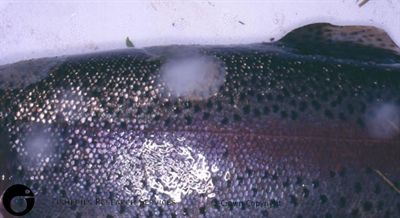 Early Saprolegnia infected rainbow trout
