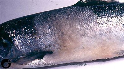 Advanced Saprolegnia infected rainbow trout