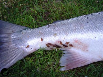 Low lice infestation on wild caught Atlantic salmon
