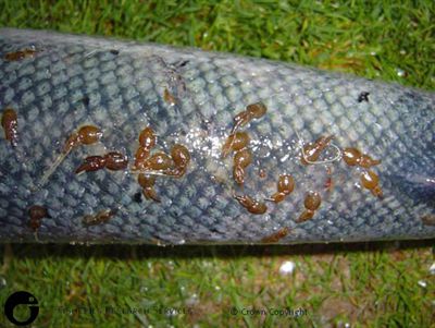 Moderate lice infestation on wild caught Atlantic salmon
